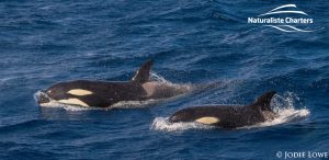 Whale Watching in Western Australia - March 8, 2020 - 23