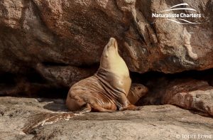 Whale Watching in Western Australia - March 8, 2020 - 24