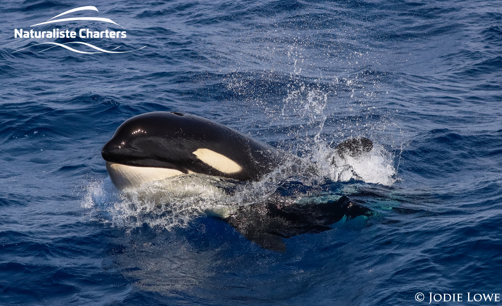 Orca Whale Watching in Bremer Bay - March 9 2020