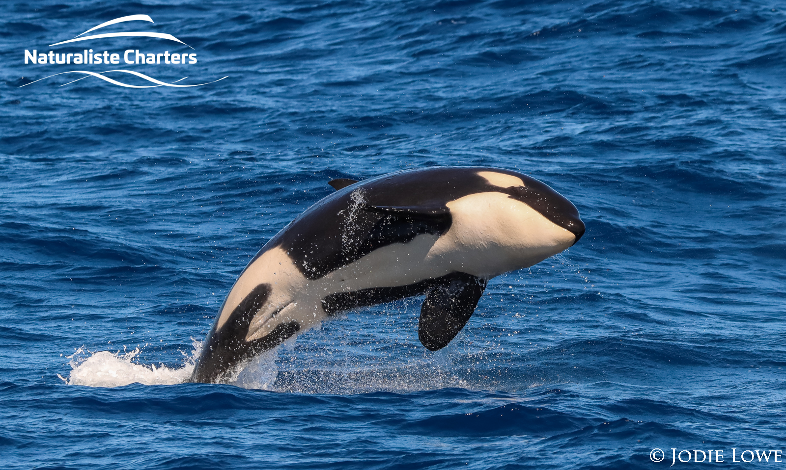 Textbook Killer Whale Watching in Bremer Canyon