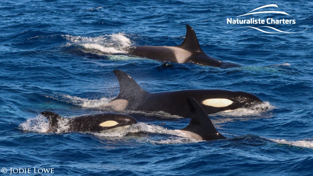 Killer Whale Watching in Bremer Canyon - 4th of March, 2020 - 4