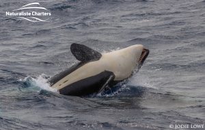 Killer whale in Bremer Canyon - 5th of March 2020 - 13