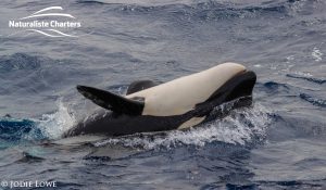 Killer whale in Bremer Canyon - 5th of March 2020 - 14