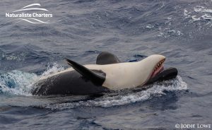 Killer whale in Bremer Canyon - 5th of March 2020 - 15