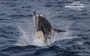 Killer whale in Bremer Canyon - 5th of March 2020 - 18
