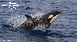 Killer whale in Bremer Canyon - 5th of March 2020 - 19