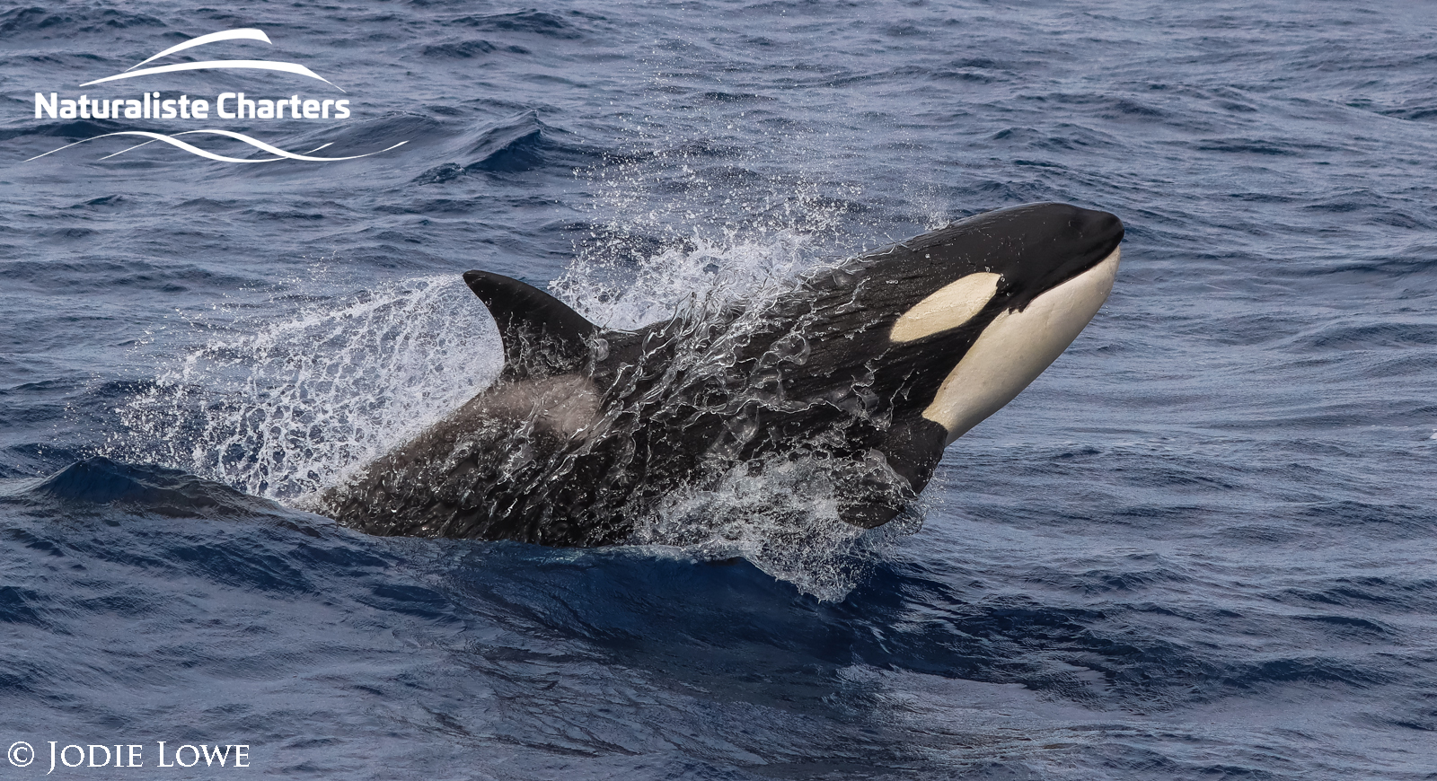 Killer Whale Watching in Bremer Canyon