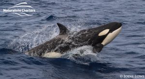 Killer whale in Bremer Canyon - 5th of March 2020 - 20