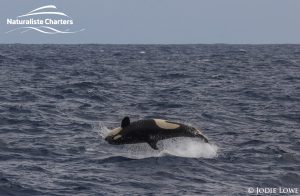 Killer whale in Bremer Canyon - 5th of March 2020 - 21