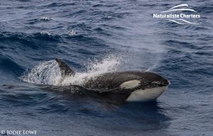 Killer whale in Bremer Canyon - 5th of March 2020 - 23