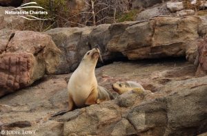 Killer whale in Bremer Canyon - 5th of March 2020 - 24