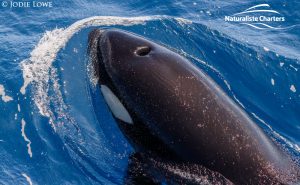 Bremer Canyon Killer Whale Watching Australia - March 7, 2020 - 6