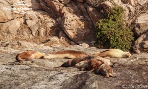 Bremer Canyon Killer Whale Watching Australia - March 7, 2020 - 7