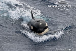 Killer whale in Bremer Canyon - 5th of March 2020 - 3