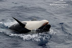 Killer whale in Bremer Canyon - 5th of March 2020 - 4