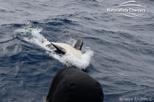 Killer whale in Bremer Canyon - 5th of March 2020 - 5