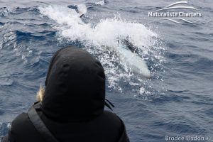 Killer whale in Bremer Canyon - 5th of March 2020 - 6