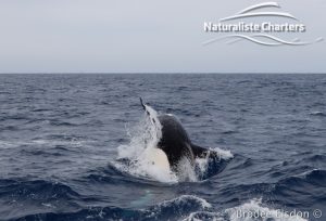 Killer whale in Bremer Canyon - 5th of March 2020 - 7
