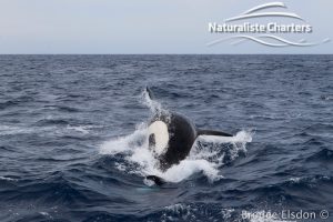 Killer whale in Bremer Canyon - 5th of March 2020 - 8