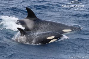 Orca Adventure - 21/03/2020 - 2