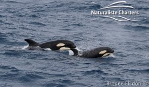 Orca Adventure - 21/03/2020 - 6