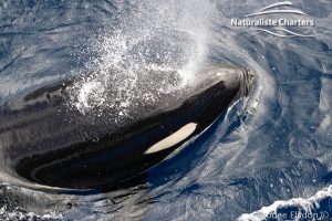 Orca Adventure - 22/03/2020 - 2