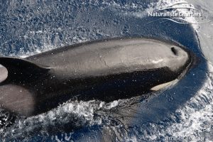 Orca Adventure - 22/03/2020 - 3