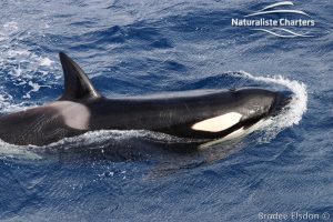 Orca Adventure - 22/03/2020 - 4