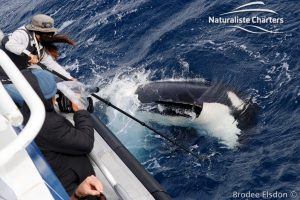 Orca Adventure - 22/03/2020 - 5