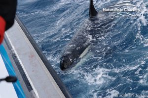 Orca Adventure - 22/03/2020 - 6