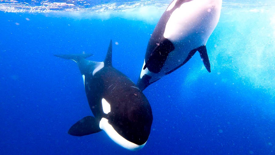 Orca Australia - Killer Whales Bremer Bay