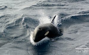 Orca Adventure - 22/03/2020 - 25