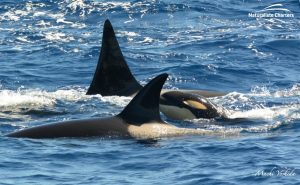 Orca Australia - Killer Whale Watching in Bremer Canyon - Mar 12, 2020 - 8