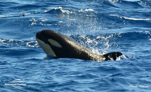Orca Australia - Killer Whale Watching in Bremer Canyon - Mar 12, 2020 - 7