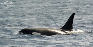 Killer Whale Watching in Bremer Canyon - March 12, 2020 - 1