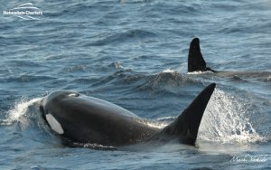 Killer Whale Watching in Bremer Canyon - March 12, 2020 - 2
