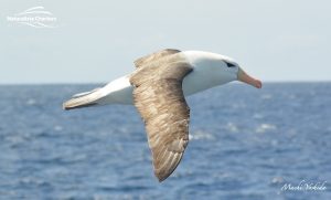 Killer Whale Watching in Bremer Canyon - March 12, 2020 - 3