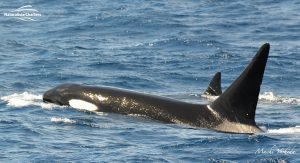 Killer Whale Watching in Bremer Canyon - March 12, 2020 - 7