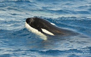Killer Whale Watching in Bremer Canyon - March 12, 2020 - 9