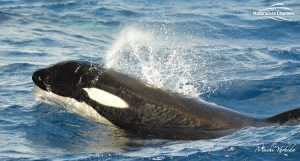 Killer Whale Watching in Bremer Canyon - March 12, 2020 - 8
