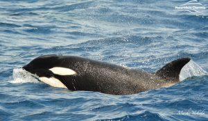 Killer Whale Watching in Bremer Canyon - March 12, 2020 - 12