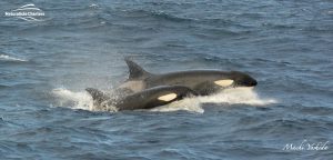 Killer Whale Watching in Bremer Canyon - March 12, 2020 - 23