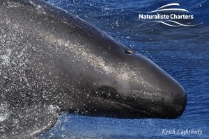 3x2false Killer Whale FaceKEITH2647fb 300x200