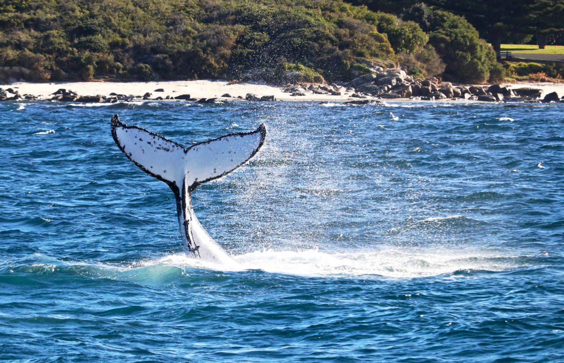 humpback whale watch