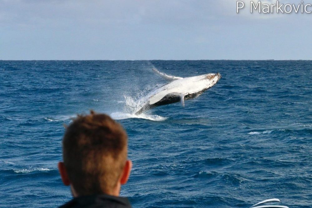 whale watching australia