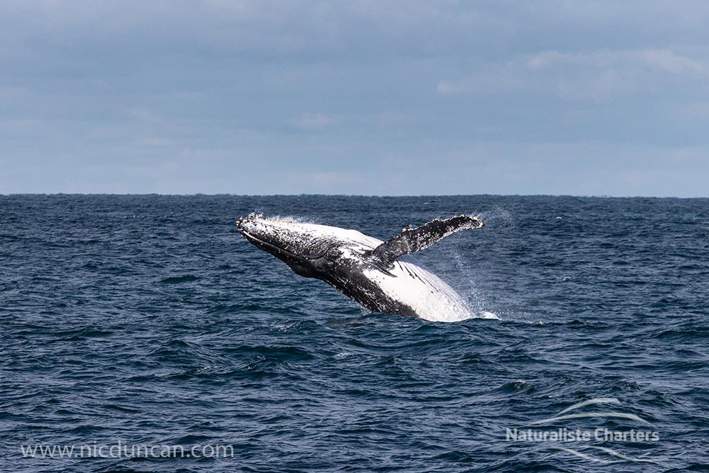 whale surfacing