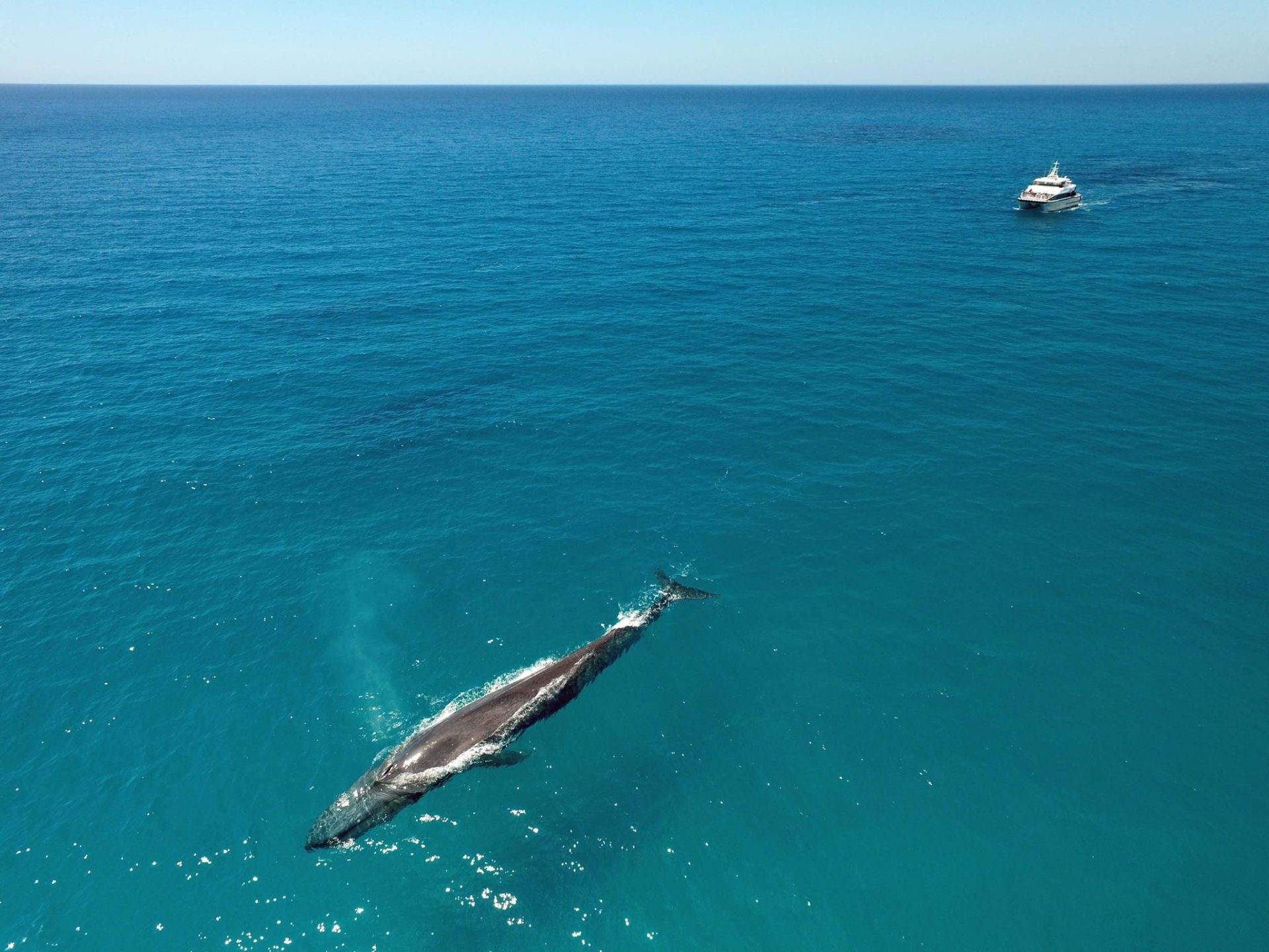 blue whale western australia