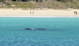 Southern Right whale