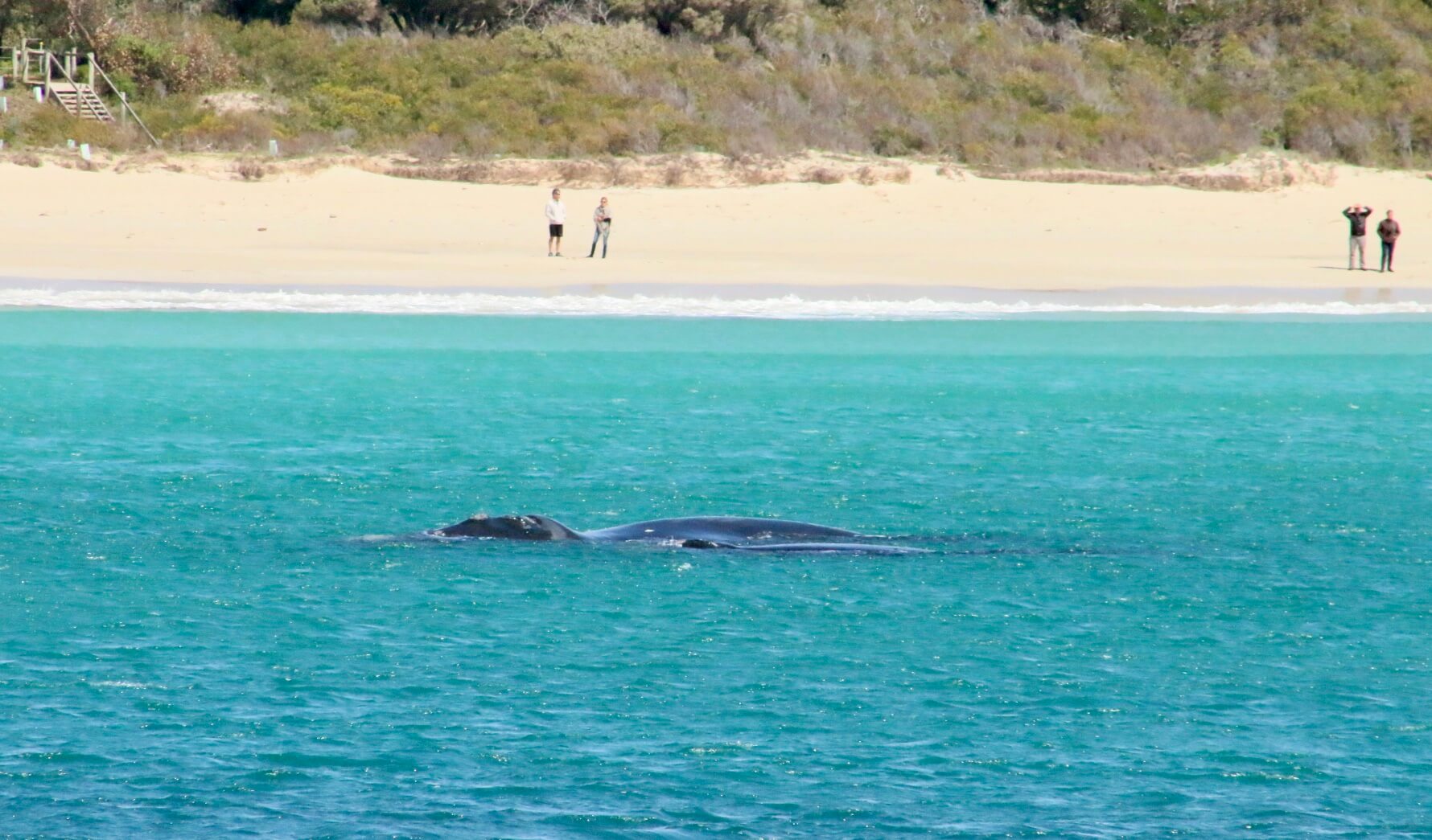 Southern Right whale