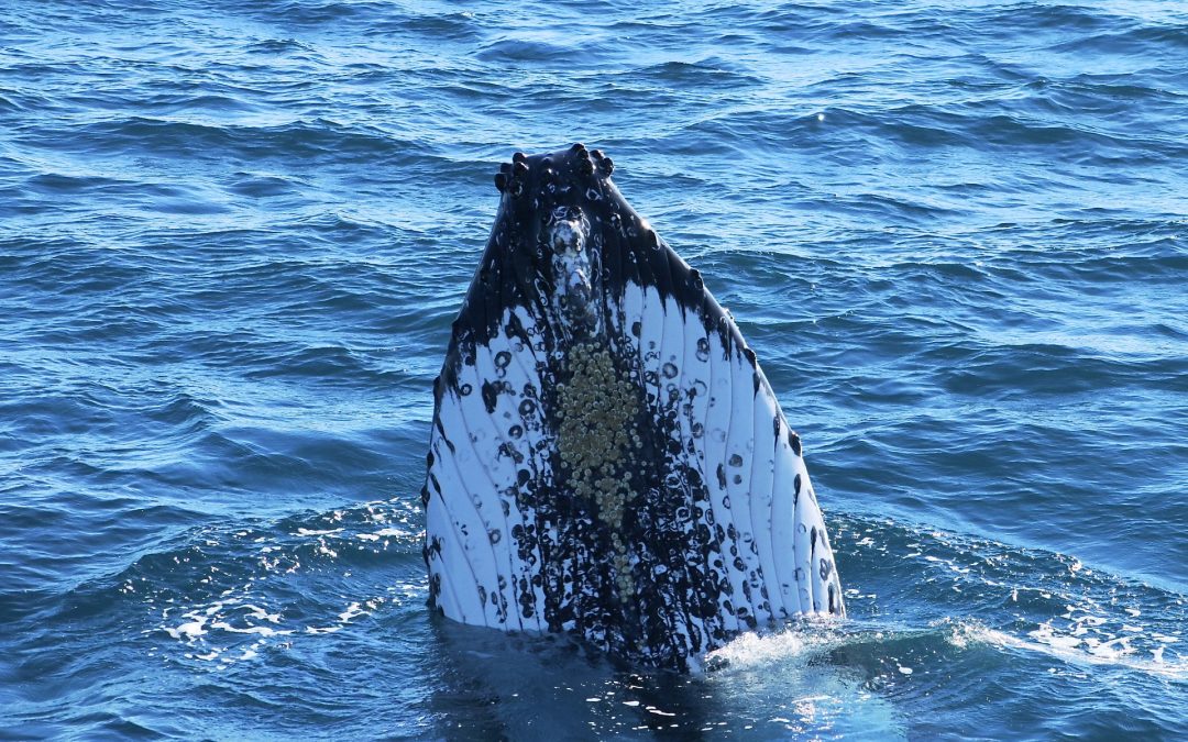 2020 Dunsborough whale watching season commences!